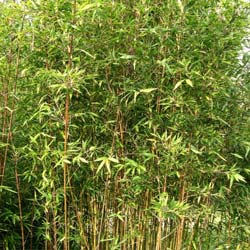 Bambou Semia. makinoi